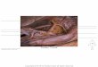 Celiac Trunk Photography/Graphic Design: Richard Gatt© Research ... - - SLCC Anatomy · 2015. 1. 13. · Celiac Trunk Photography/Graphic Design: Richard Gatt© Research/Preparation: