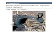 Double-crested Cormorant Western Population Status Evaluation€¦ · Final Annual 2018 Report. U.S. Fish & Wildlife Service . Double-crested Cormorant Western Population Status Evaluation