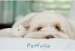 Petfolio - pawsandprintsphotography.compawsandprintsphotography.com/.../PortfolioBook_web.pdf · Portfolio Book by Paws & Prints Pet Photography, LLC. Welcome to Paws & Prints Pet