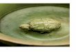 White Ware with Green D£©cor 2017/10/11 ¢  162 A white-glazed daibazhuhu ewer with green d£©cor similar