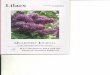 Lilacs · the renowned Russian lilacs hybridizer and apicture of apainting done by his daughter Tamara, representing abasket full of lilacs. Tatiana Poliakova showed us in the hospitality