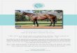 Lot 626 - Microsoft... · Sebring/Pattini colt ‘18 Pedigree Book1-Friday10January Account of SEGENHOE STUD, Scone, NSW. (As Agent for Fairway Thoroughbreds) Lot 626 (100% GST) BAY