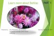 Learn more about Dahlias PART 1Feb 16, 2019  · XSome dahlia growers use Osmocote plus Smart-Release (time released fertilizer) when they plant. This is an all-purpose fertilizer