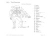 S2 – The Bones3B – A 05/1 Disarticulated Human Skeleton Page 5 of 5 3B – A 05/1 Disarticulated Human Skeleton Page 6 of 6 3B – A 05/1 Disarticulated Human Skeleton Page 7 of