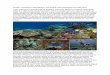 Indonesia’s coral reefs. With the negative heating effects of global … · 2018. 4. 2. · marine turtles including the huge jellyfish eating leatherback, hawksbill and green,