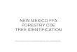 NEW MEXICO FFA FORESTRY CDE TREE IDENTIFICATIONTREE ...€¦ · tree identification list are the opposite branching ones. Rockyyp Mountain maple Boxelder Arizona ash. Rocky Mountain