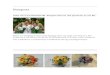 bettysflowersandmore.files.wordpress.com€¦  · Web view2018. 3. 21. · Top of Form. Bouquets
