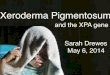 Xeroderma Pigmentosumdrewesgen564s14.weebly.com/uploads/2/6/0/1/26017326/xp... · 2019. 7. 31. · Xeroderma Pigmentosum! Sarah Drewes! May 6, 2014! and the XPA gene!