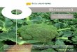 Broccoli - HM.CLAUSE · 2017. 2. 13. · Kanga F1 Thick Stalk for Yield + 12-13 weeks maturity + Shoulder season variety + Smooth dome + Fine, uniform beads + Open plant for easy