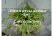 Varieties of plants cultivated in Spain Daniel Guillot Ortiz€¦ · 1. Introduction. 2. Some horticultural data. 3. Varieties of plants cultivated in Spain: my works. 3.1. Sources