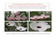 AUSTRALIAN NATIVE PLANT SOCIETY HIBISCUS AND RELATED ... · It is interesting to note that, in the second article, two of the three weed species destroying Hibiscus heterophyllus