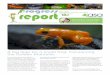 A big leap for a small frog: Conserving the Golden Mantella · tiny amphibians can still be heard amongst the Malagasy trees for the foreseeable future. From 2008, Madagasikara Voakajy,