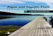 Algae and Aquatic Plant EDUCATIONAL MANUAL · Aquatic plants or macrophytes are multicellular and possess certain features such as roots, stems and leaves. These plants are often