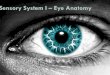 Sensory System I Eye Anatomy - Ms. Sulik's Teacher page€¦ · Sensory System I –Eye Anatomy. The Eye Is the sensory organ related to vision 