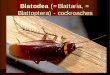 Blatodea (=Blattaria, = Blattoptera) - cockroacheskzr.agrobiologie.cz/natural/english/data/blattoid_orders_english.pdf · Blatodea (=Blattaria, = Blattoptera) - cockroaches •About