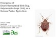 Halyomorpha halys (Stål), as a Serious Pest of Agriculture · from my living space since 1/1/2011. I have now destroyed 12, 348 stink bugs in my home in 45 days since January 1,