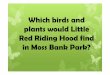 Which birds and plants would Little Red Riding Hood find ...€¦ · Red Riding Hood find in Moss Bank Park? Can you name these birds? Can you label this plant? leaf roots stem petal