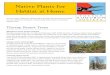 Native Plants for Habitat at Home - Tucson Audubon Society | Bringing you the birds Native plants provide