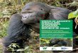 STATUS OF GRAUER’S GORILLA AND CHIMPANZEES IN EASTERN ... · Status of Grauer’s gorilla and chimpanzees in eastern Democratic Republic of Congo 7 GREAT APES IN EASTERN DEMOCRATIC