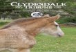 CLYDESDALE TRIBUNE · 2017. 6. 7. · Clydesdale Tribune. The Clydesdale world is enjoying an exciting and prosperous time currently with 3 newly imported stallions/ ... news, for
