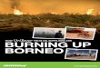 HOW PALM OIL SUPPLIERS ARE BURNING UP BORNEOarchivo-es.greenpeace.org/.../espana/report/other/quemando-borneo … · Borneo’.11 As it stands, Unilever suppliers are driving species