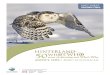 Snowy Owl x Bubo scandiacus - Hinterland Who's Who€¦ · in the snowy Owl and are rarely visible, giving the head a typically rounded outline. the bill is black and almost hidden