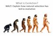 WALT: Explain how natural selection has led to evolutionbioteacher.weebly.com/uploads/9/9/1/9/9919780/lesson_6... · 2018. 9. 6. · WALT: Explain how natural selection has led to