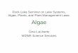 Rock Lake Seminar on Lake Systems, Algae, Plants, and ... · Why are blue-green algae of concern? • They may form nuisance blooms given enough nutrients and the right conditions