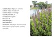 Scientific Name: Baptisia x variicolor Cultivar: Twilite ......Cultivar: Twilite Prairieblues TM Common Name: False indigo Quantity Available: 30 Container Size: 1 gallon Price: $20.00