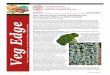 March 2013 Volume 9, Issue 3 - Cornell University · New heat tolerant varieties in the pipeline -In our trials of materials already in the seed ... For 2012, both seed companies