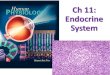 Ch 11: Endocrine Systemlpc1.clpccd.cc.ca.us/LPC/Zingg/Physio1/FS16 lects/Ch11_ES_FS16_s_part 1.pdfEndocrine gland IC3 Target tissue Negative Feedback Loops in Complex Endocrine Pathways