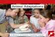 Animal Adaptations - Museum of Science€¦ · adaptations that helped the animal survive. Goals: Science Skills Both the presentation and activity exercise science process skills,