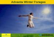 Advanta Winter Forages - Nutrifeed - Winter Forages.pdf · • Aanchal Dairy, Dehradun –Dairy Trials • Tiwari and Dehradun • 2010-11 –University Trials –Yield Trial-Pantnagar