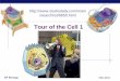 Tour of the Cell 1€¦ · 01/02/2012  · little ―stomach‖ of the cell digests macromolecules ―clean up crew‖ of the cell cleans up broken down organelles Structure vesicles