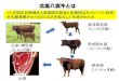 北里八雲牛とは - maff.go.jp...北里八雲有機牛 八雲牧場の飼養体系は有機JAS基準を十分に満たし ており、2009年10月に国内では初の肉専用種の有機