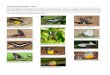 Thailand Butterflies 2016 - Dirt Time Butterflies.pdfKirton,L. (2014). A Naturalist’s Guide to the Butterflies of Peninsular Malaysia, Singapore and Thailand. John Beufoy Publishing