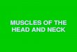 MUSCLES OF THE HEAD AND NECK€¦ · Muscles of epicranium Origin Insertion Action Innervation M. occipitofrontalis venter occipitalis linea nuchae suprema galea aponeurotica traction