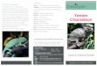Glossary Yemen Chameleon - Chessington Garden Centre · Other names include the veiled chameleon. Glossary Reptile - A cold-blooded vertebrate with scaly skin. Amphibian - A cold-blooded
