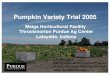 Pumpkin Variety Trial 2005 - Purdue University · 2012. 10. 24. · January, 2006 E. Maynard, Purdue University 35 Pumpkins after Wheat • Trials in 2004 and 2005 • 8 cultivars
