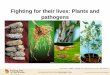 Fighting for their lives: Plants and pathogens · Biocontrol agents: • attack the pathogen • compete with the pathogen • enhance the plant’s defenses through induced systemic