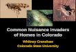 Common Nuisance Invaders of Homes in Colorado€¦ · This presentation will be posted at the Insect Information Website •Housed at Department of Bioagricultural Sciences and Pest