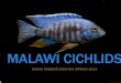 Malawi Cichlids - University of Maryland College of ...science.umd.edu/biology/dudashlab/Population...Malawi. Molecular Ecology. 10: 1075-1086. Albertson RC, Kocher TD. 2006. Genetic