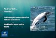 Andrew Jeffs, Member - EPA · 2019. 4. 6. · Andrew Jeffs, Member. Hauraki Gulf Globally significant marine mammal habitat • Highly social animals • Live in an acoustic world