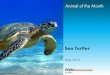 Sea Turtles - WordPress.com€¦ · Sea Turtles Chelonioidea 6/1/2013 • • • • Sea turtle enrichment © New England Aquarium