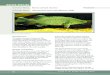 Factsheet native murray cod - Murray-Darling Basin Authority 80 Fishes oF the Murray-Darling Basin An