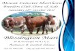 Home - Irish Shorthorn SocietyIrish Shorthorn Society ......Pedigree Registered Shorthorn Class 4 – Weanling Heifer 1- 15 Class 2 – Maiden Heifer 20 – 22 Class 1 – in calf