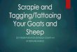 Scrapies and Tagging Your Goats and Sheep€¦ · ABGA INDIVIDUAL ID TATTOO 2017 Tattoo Year Letter: G 2016 Tattoo Year Letter: F 2015 Tattoo Year Letter: E 2014 Tattoo Year Letter: