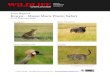 New Tour Report Kenya Masai Mara Photo Safari · 2020. 4. 2. · 01962 302086 sales@wildlifeworldwide.com Tour Report Kenya – Masai Mara Photo Safari 13-23 February 2020 Young lion