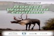 of the Boreal Woodland Caribou - Think Trees · S4B – 0 – D1: Identify and explore a current issue S4B – 0 – D5: Propose a course of action related to an issue INFORMATION