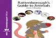 Rattenborough’s Guide to Animals · animals living there—zebras, elephants, and even lions! To be perfectly honest, I was always a little nervous while we were in the savanna!